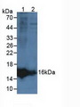 LCNL1 Antibody - Western Blot; Sample: Lane1: Rat Ovary Tissue; Lane2: Human Hela Cells.