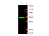 LDB1 / CLIM2 Antibody - Anti-LDB1 Antibody - Western Blot. Western blot of affinity purified anti-LDB1 antibody shows detection of LDB1 protein (arrowhead) in Jurkat whole cell lysate. Approximately 30 ug of lysate was loaded prior to separation and transfer to nitrocellulose. Primary antibody was used at a 1:1800 dilution in 5% BLOTTO in PBS reacted overnight at 4C. The membrane was washed and reacted with a 1:20000 dilution of DyLight800 conjugated Gt-a-Rabbit IgG [H&L] MX ( for 45 min at room temperature (800 nm channel, green). Molecular weight estimation was made by comparison to prestained MW markers in lane M (700 nm channel, red). Fluorescence image was captured using the Odyssey Infrared Imaging System developed by LI-COR. IRDye is a trademark of LI-COR, Inc. Other detection systems will yield similar results.