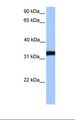 LDHC / Lactate Dehydrogenase C Antibody - NTERA2 cell lysate. Antibody concentration: 1.0 ug/ml. Gel concentration: 12%.  This image was taken for the unconjugated form of this product. Other forms have not been tested.