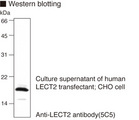 LECT2 Antibody