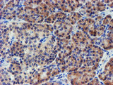 LECT2 Antibody - IHC of paraffin-embedded Human pancreas tissue using anti-LECT2 mouse monoclonal antibody.