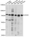 LENG8 Antibody - Western blot analysis of extracts of various cell lines, using LENG8 antibody at 1:1000 dilution. The secondary antibody used was an HRP Goat Anti-Rabbit IgG (H+L) at 1:10000 dilution. Lysates were loaded 25ug per lane and 3% nonfat dry milk in TBST was used for blocking. An ECL Kit was used for detection and the exposure time was 10s.