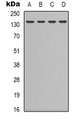 LEPR / Leptin Receptor Antibody - Western blot analysis of CD295 expression in HEK293T (A); K562 (B); NIH3T3 (C); COLO205 (D) whole cell lysates.