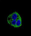 Leptin Antibody - Confocal immunofluorescence of Leptin (LEP) Antibody with HepG2 cell followed by Alexa Fluor 488-conjugated goat anti-rabbit lgG (green). DAPI was used to stain the cell nuclear (blue).