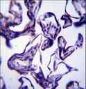 Leptin Antibody - LEP Antibody immunohistochemistry of formalin-fixed and paraffin-embedded human placenta tissue followed by peroxidase-conjugated secondary antibody and DAB staining.