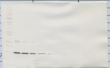 Leptin Antibody - Anti-Rat Leptin Western Blot Reduced