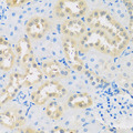LETMD1 / HCCR1 Antibody - Immunohistochemistry of paraffin-embedded rat kidney tissue.