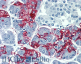 Lewis A Blood Group Antigen Antibody - Immunohistochemistry staining of human pancreas (paraffin-embedded sections) with anti-Blood Group Lewis a (7LE). Commercially tested by LifeSpan BioSciences.