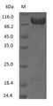 LF / LTF / Lactoferrin Protein - (Tris-Glycine gel) Discontinuous SDS-PAGE (reduced) with 5% enrichment gel and 15% separation gel.