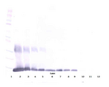 LGALS1 / Galectin 1 Antibody - Biotinylated Anti-Human Galectin-1 Western Blot Reduced