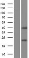 LGALS9B Protein - Western validation with an anti-DDK antibody * L: Control HEK293 lysate R: Over-expression lysate