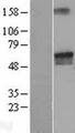 LGI2 Protein - Western validation with an anti-DDK antibody * L: Control HEK293 lysate R: Over-expression lysate