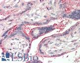 LGMN / Legumain Antibody - Human Placenta: Formalin-Fixed, Paraffin-Embedded (FFPE) This image was taken for the unconjugated form of this product. Other forms have not been tested.