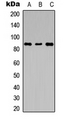 LGR6 Antibody - Western blot analysis of LGR6 expression in L929 (A); mouse brain (B); rat kidney (C) whole cell lysates.