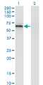 LGTN / EIF2D Antibody - Western Blot analysis of EIF2D expression in transfected 293T cell line by EIF2D monoclonal antibody (M05), clone 2D10.Lane 1: EIF2D transfected lysate (Predicted MW: 64.7 KDa).Lane 2: Non-transfected lysate.