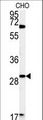 LHFPL2 Antibody - Western blot of LHPL2 Antibody in CHO cell line lysates (35 ug/lane). LHPL2 (arrow) was detected using the purified antibody.