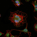 LHX2 Antibody - Immunofluorescence of HeLa cells using LHX2 mouse monoclonal antibody (green). Blue: DRAQ5 fluorescent DNA dye. Red: Actin filaments have been labeled with Alexa Fluor-555 phalloidin.
