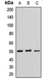 LHX9 Antibody