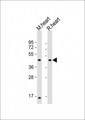 LIAS / LIP1 Antibody - All lanes: Anti-LIAS Antibody (C-Term) at 1:2000 dilution Lane 1: mouse heart lysate Lane 2: rat heart lysate Lysates/proteins at 20 µg per lane. Secondary Goat Anti-Rabbit IgG, (H+L), Peroxidase conjugated at 1/10000 dilution. Predicted band size: 42 kDa Blocking/Dilution buffer: 5% NFDM/TBST.