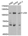 LIG4 / DNA Ligase IV Antibody - Western blot analysis of extracts of various cell lines, using LIG4 antibody at 1:500 dilution. The secondary antibody used was an HRP Goat Anti-Rabbit IgG (H+L) at 1:10000 dilution. Lysates were loaded 25ug per lane and 3% nonfat dry milk in TBST was used for blocking.