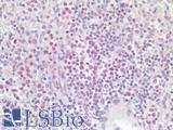 LILRA1 / LIR6 Antibody - Human Spleen: Formalin-Fixed, Paraffin-Embedded (FFPE)