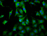 LILRB3 Antibody - Immunofluorescence staining of NIH/3T3 cells diluted at 1:100, counter-stained with DAPI. The cells were fixed in 4% formaldehyde, permeabilized using 0.2% Triton X-100 and blocked in 10% normal Goat Serum. The cells were then incubated with the antibody overnight at 4°C.The Secondary antibody was Alexa Fluor 488-congugated AffiniPure Goat Anti-Rabbit IgG (H+L).