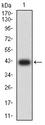 LILRB5 / LIR8 Antibody - Western blot analysis using LILRB5 mAb against human LILRB5 (AA: extra 24-164) recombinant protein. (Expected MW is 41.5 kDa)