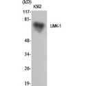 LIMK1 / LIMK Antibody - Western blot of LIMK-1 antibody