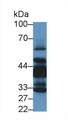 LIMS1 / PINCH Antibody - Western Blot; Sample: Human Lung lysate; Primary Ab: 1µg/ml Rabbit Anti-Human LIMS1 Antibody Second Ab: 0.2µg/mL HRP-Linked Caprine Anti-Rabbit IgG Polyclonal Antibody