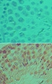 LIN28A / LIN28 Antibody - IHC of LIN28 in formalin-fixed, paraffin-embedded mouse testis tissue using an isotype control (top) and Polyclonal Antibody to LIN28 (bottom) at 5 ug/ml.