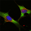 LIN28A / LIN28 Antibody - Confocal immunofluorescence of NTERA-2 cells using LIN28 mouse monoclonal antibody (green). Blue: DRAQ5 fluorescent DNA dye.