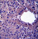 LIN52 Antibody - LIN52 Antibody immunohistochemistry of formalin-fixed and paraffin-embedded human liver tissue followed by peroxidase-conjugated secondary antibody and DAB staining.