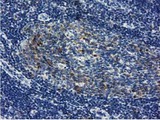 LIN7B Antibody - IHC of paraffin-embedded Human lymph node tissue using anti-LIN7B mouse monoclonal antibody. (Dilution 1:50).