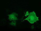 LIN7B Antibody - Anti-LIN7B mouse monoclonal antibody  immunofluorescent staining of COS7 cells transiently transfected by pCMV6-ENTRY LIN7B.