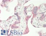 LINGO2 Antibody - Human Placenta: Formalin-Fixed, Paraffin-Embedded (FFPE)