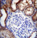 LINGO4 Antibody - LINGO4 Antibody immunohistochemistry of formalin-fixed and paraffin-embedded human kidney tissue followed by peroxidase-conjugated secondary antibody and DAB staining.
