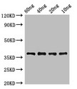 Lipoate-protein ligase A Antibody - Positive WB detected in Recombinant protein;All lanes:lplA antibody at 2?g/ml;Secondary;Goat polyclonal to rabbit IgG at 1/50000 dilution;predicted band size: 38 KDa;observed band size: 38 KDa;