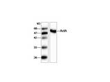 Listeria monocytogenes ActA Antibody