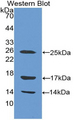 LL37 / Cathelicidin Antibody - Western Blot; Sample: Recombinant protein.
