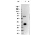 Llama IgG1 Antibody - Western Blot of rabbit Anti-Llama IgG1 antibody. Lane 1: Opal Pre-stained Ladder. Lane 2: Llama IgG1. Lane 3: Llama IgG2. Load: 50 ng per lane. Product: Rabbit Anti-Llama IgG1 at 1:20,000. Secondary antibody: Gt-a-Rb HRP 611-103-122 at 1:40,000 for 30 min at RT. Block: MB-070 overnight at 4°C. Predicted/Observed size: 50 kDa, 30 kDa for Llama IgG1. Other band(s): none.