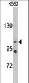 LLGL2 Antibody - Western blot of LLGL2 antibody in K562 cell line lysates (35 ug/lane). LLGL2 (arrow) was detected using the purified antibody.
