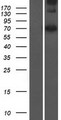 LMNTD2 / C11orf35 Protein - Western validation with an anti-DDK antibody * L: Control HEK293 lysate R: Over-expression lysate