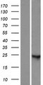 LOC100287718 Protein - Western validation with an anti-DDK antibody * L: Control HEK293 lysate R: Over-expression lysate