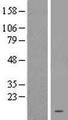 LOC283392 Protein - Western validation with an anti-DDK antibody * L: Control HEK293 lysate R: Over-expression lysate