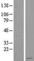 LOC284912 Protein - Western validation with an anti-DDK antibody * L: Control HEK293 lysate R: Over-expression lysate