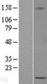 LOC389458 Protein - Western validation with an anti-DDK antibody * L: Control HEK293 lysate R: Over-expression lysate