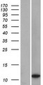 LOC401052 Protein - Western validation with an anti-DDK antibody * L: Control HEK293 lysate R: Over-expression lysate