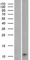 LOC642587 Protein - Western validation with an anti-DDK antibody * L: Control HEK293 lysate R: Over-expression lysate