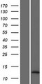 LOC728392 Protein - Western validation with an anti-DDK antibody * L: Control HEK293 lysate R: Over-expression lysate