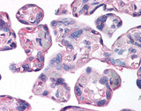 LOX / Lysyl Oxidase Antibody - Human placental villi, 40X. Staining of placental trophoblasts using antibody at 10 ug/ml.  This image was taken for the unconjugated form of this product. Other forms have not been tested.